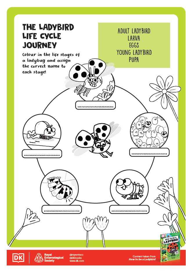 How to be an Insect Activity Sheets - 5 - Ladybird Life Cycle Journey