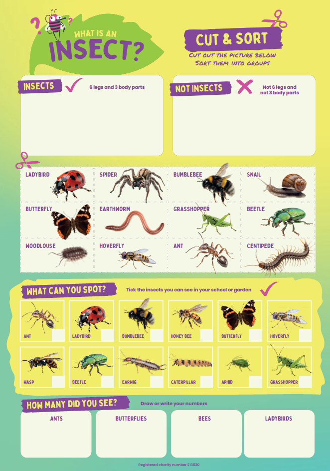 Insect Week 2026 Learning Resources KS1 - Cut and Sort