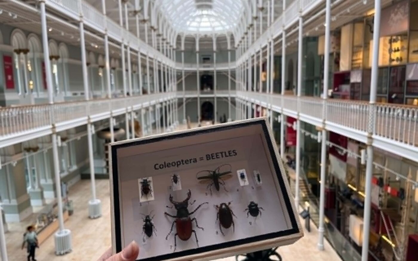 Insects at National Museum Scotland