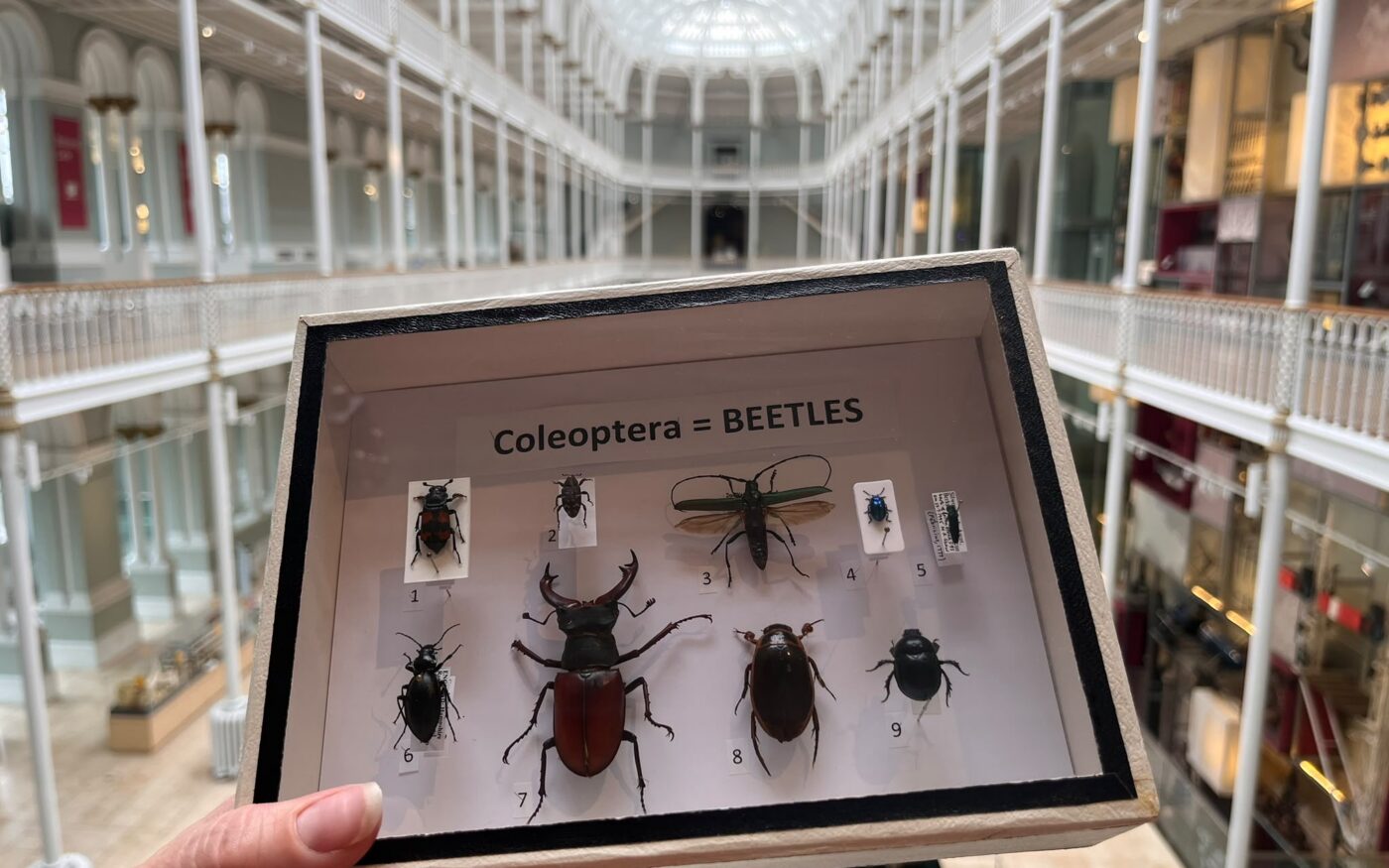 NMS_British beetle handling box