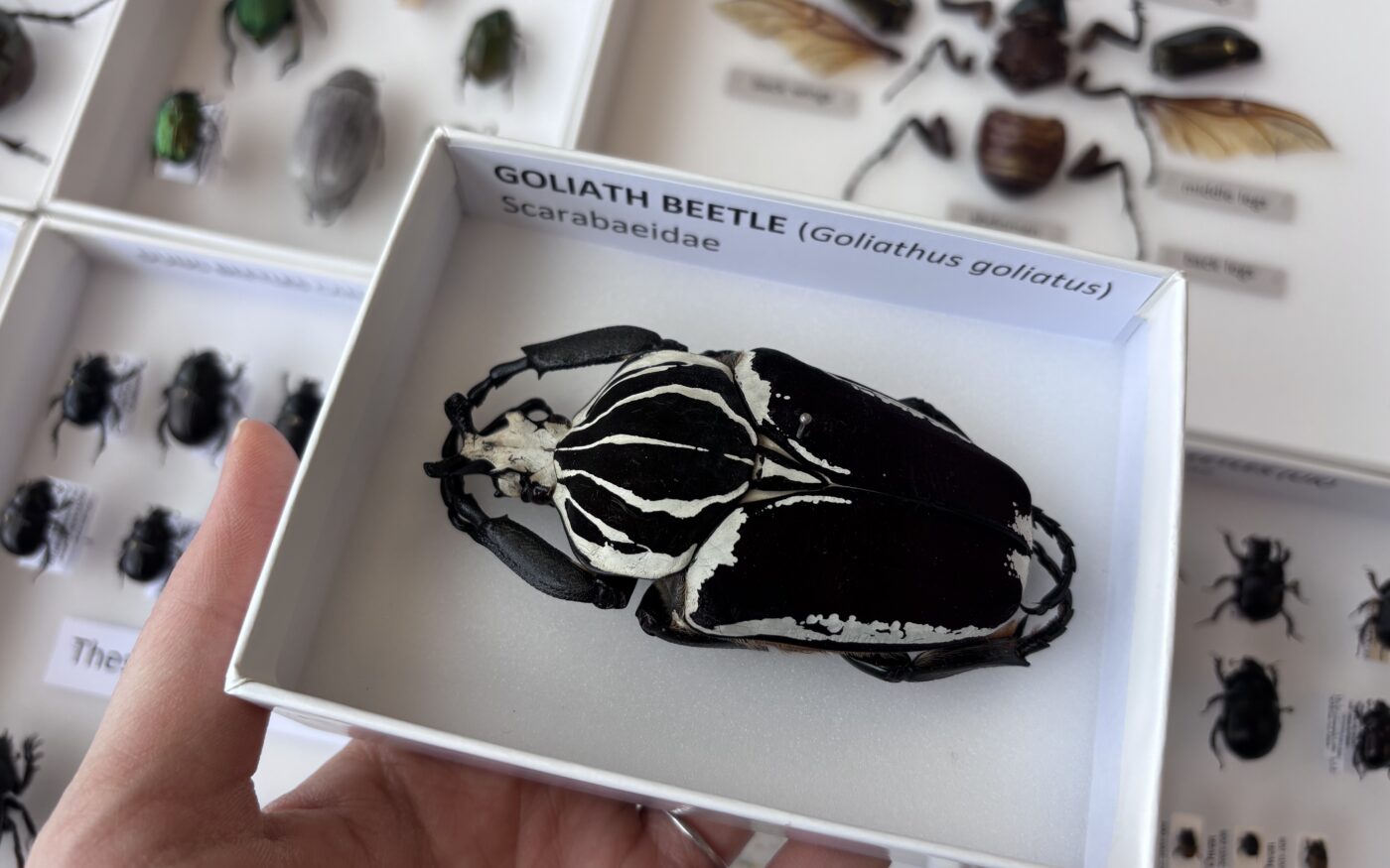 4 boxes containing insect specimens of various sizes and colours. Including moths and butterflies.