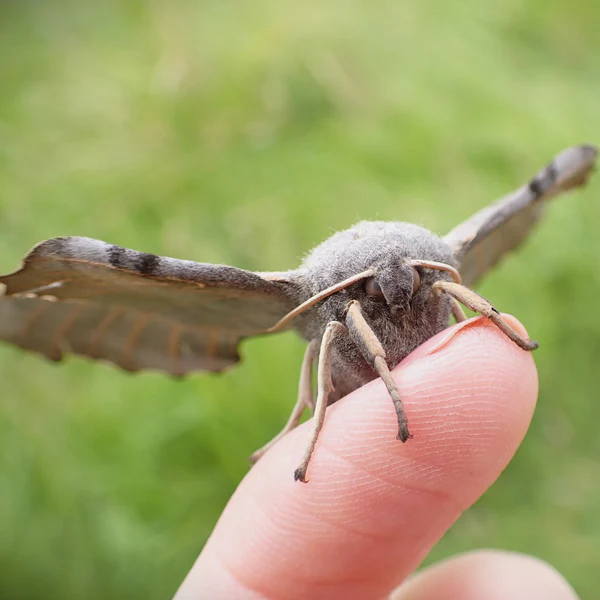 Poplar Hawk-moth © Ashleigh Whiffin
