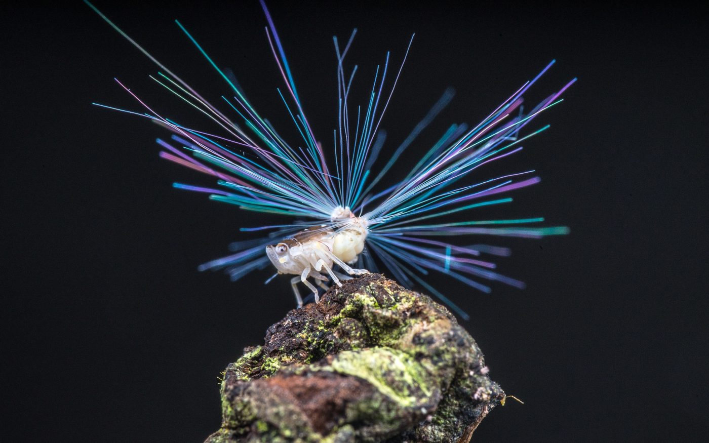 Planthopper nymph with 'fibre optic' tail