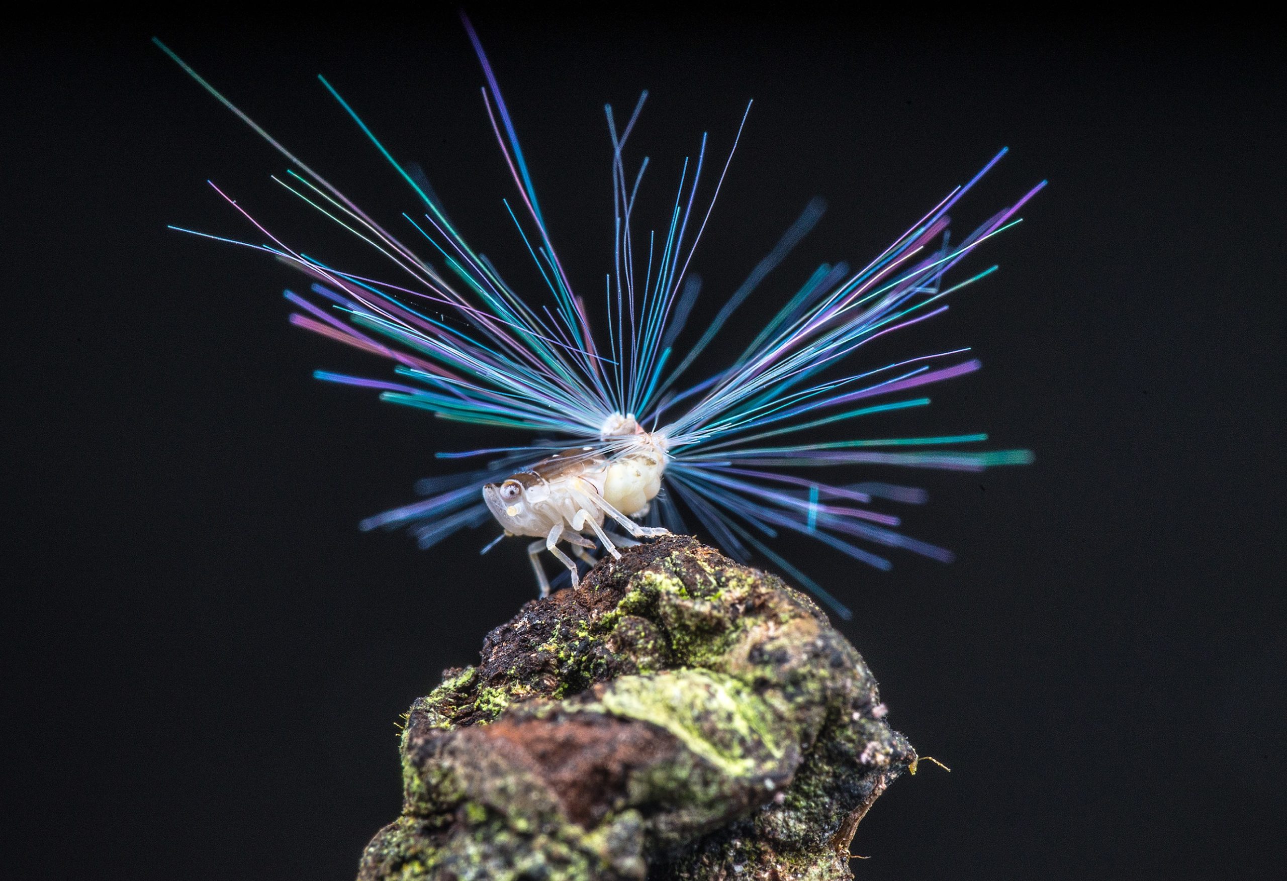 Planthopper nymph with 'fibre optic' tail