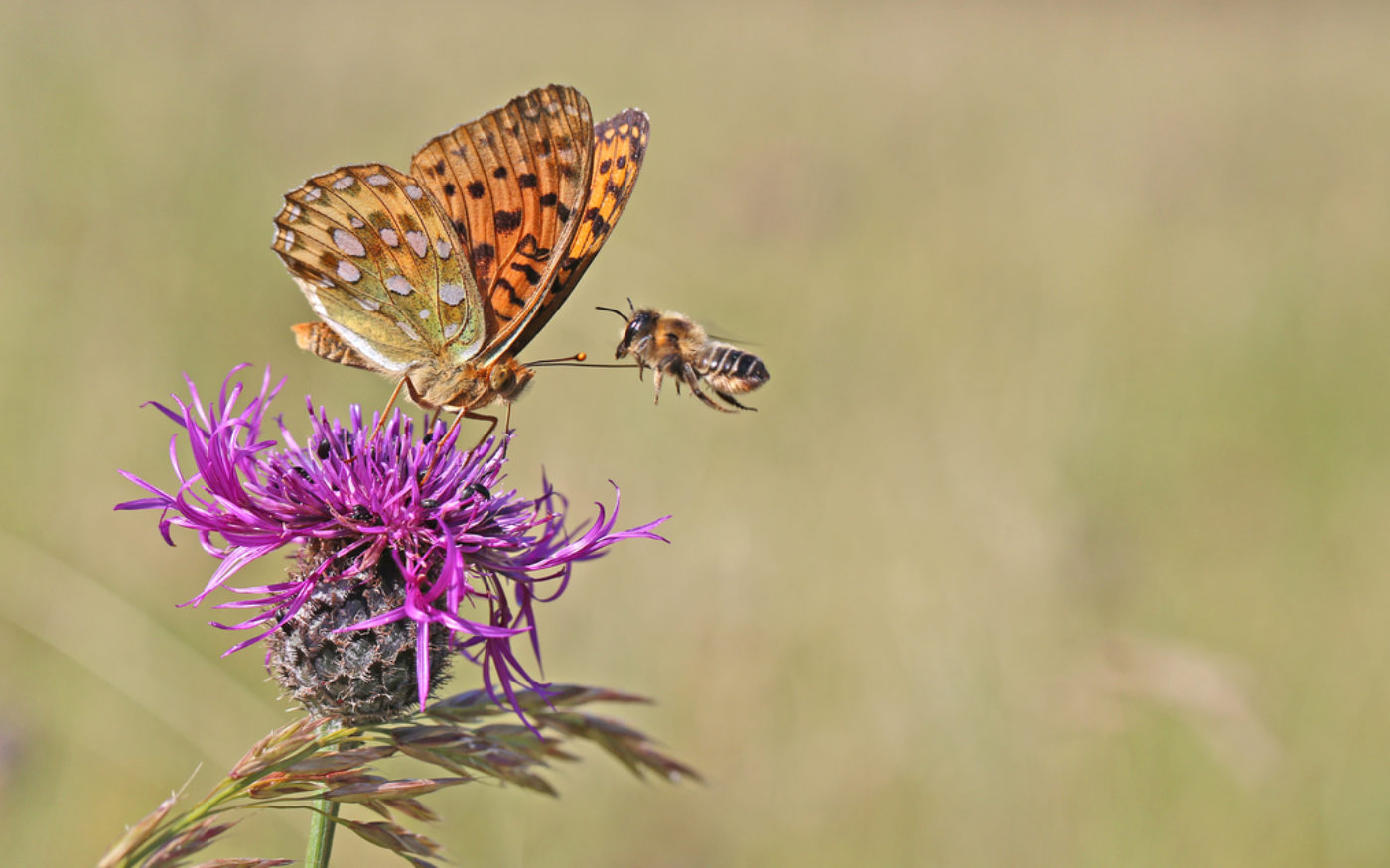 Dark Green Fritillary, Speyeria aglaja, on a purple flower, and a bee