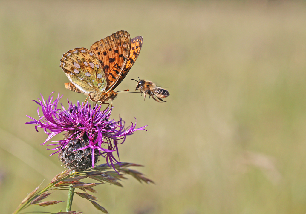 Dark Green Fritillary, Speyeria aglaja, on a purple flower, and a bee