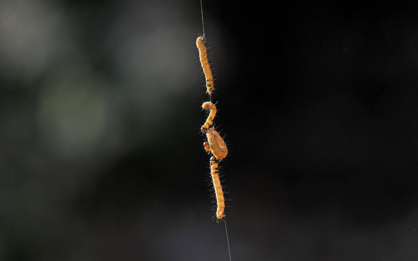 Caterpillars on silk
