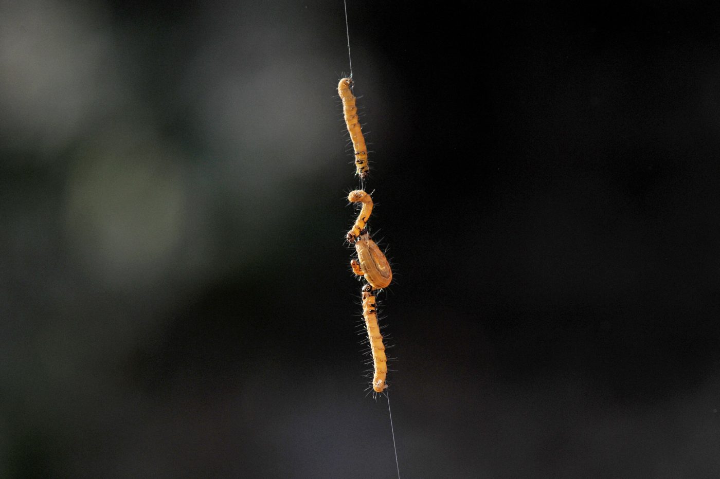 Caterpillars on silk