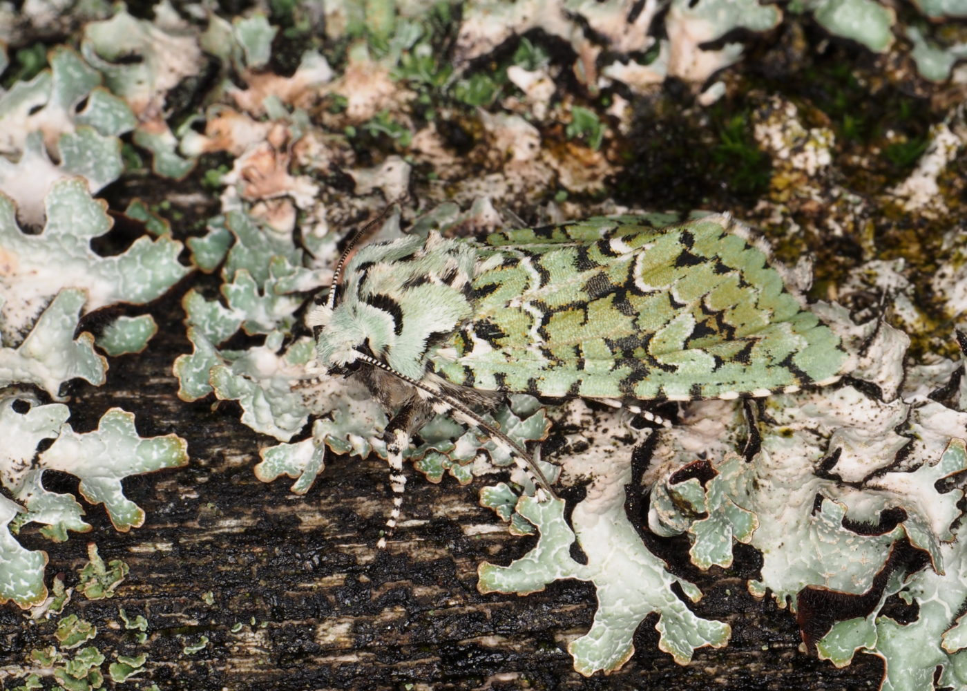 Merveille du jour moth, Dichonia aprilina, camouflaged on lichen