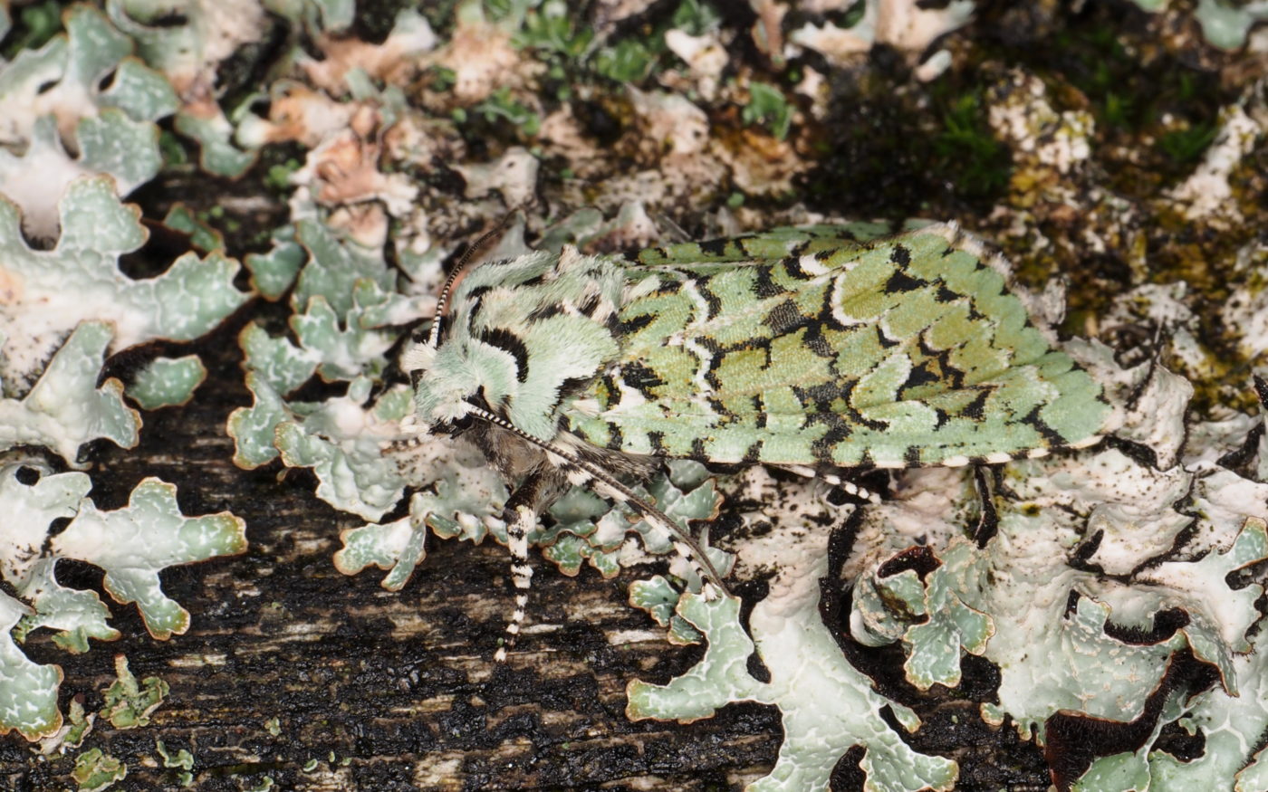 Merveille du jour moth, Dichonia aprilina, camouflaged on lichen