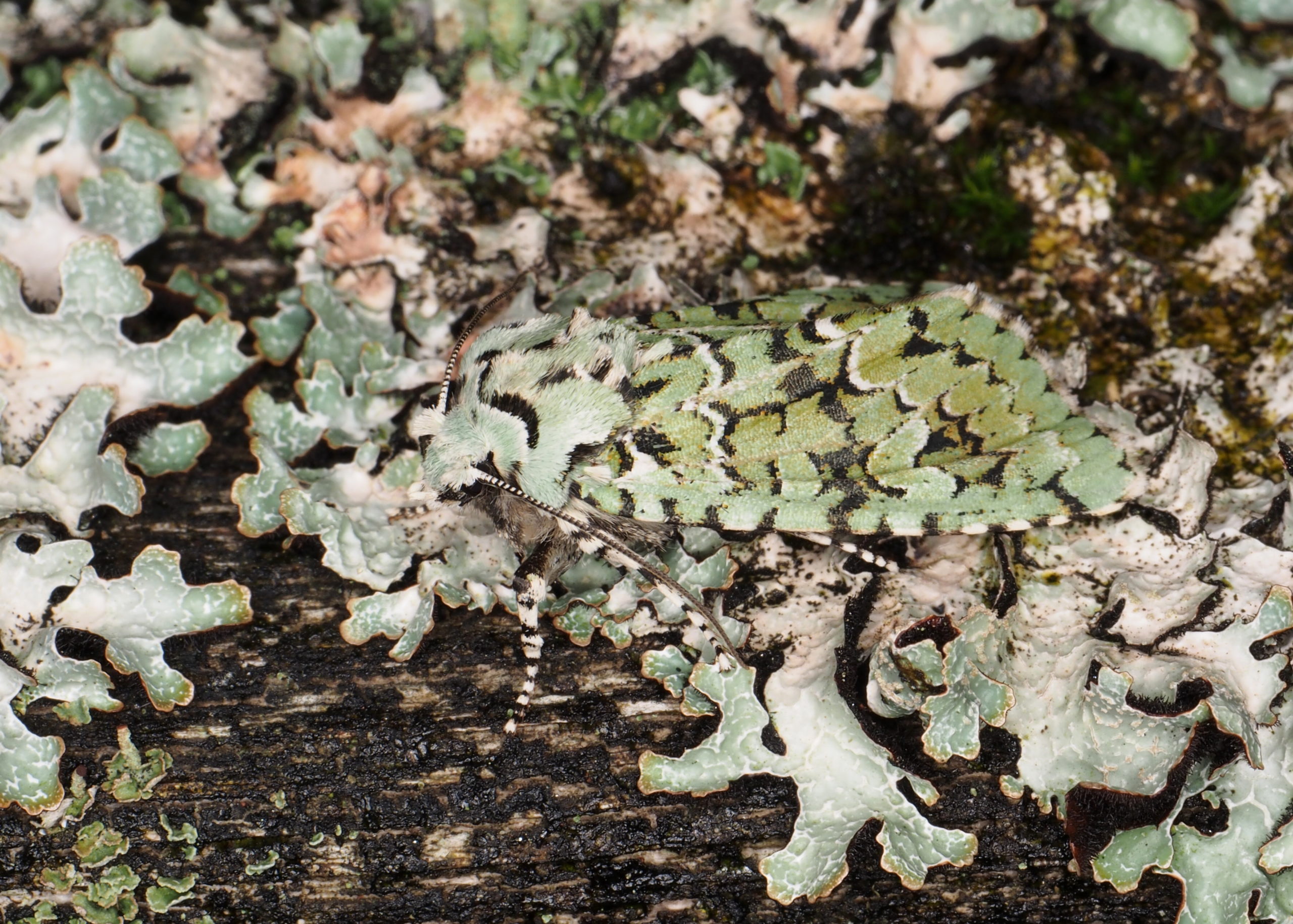 Merveille du jour moth, Dichonia aprilina, camouflaged on lichen