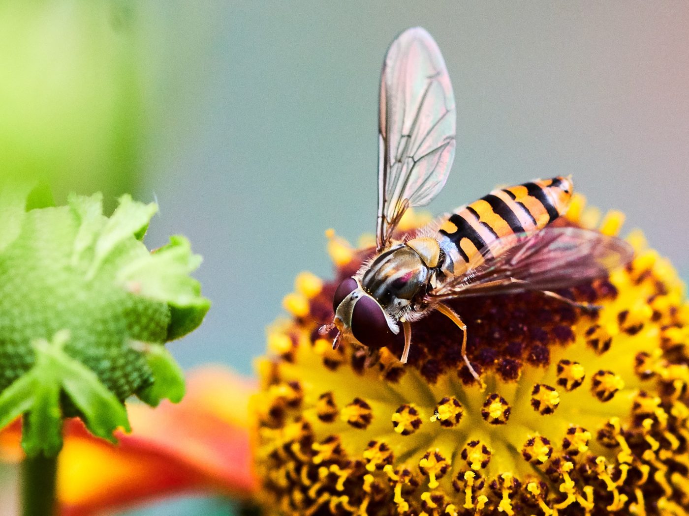 Hoverfly on a Helenium flower head