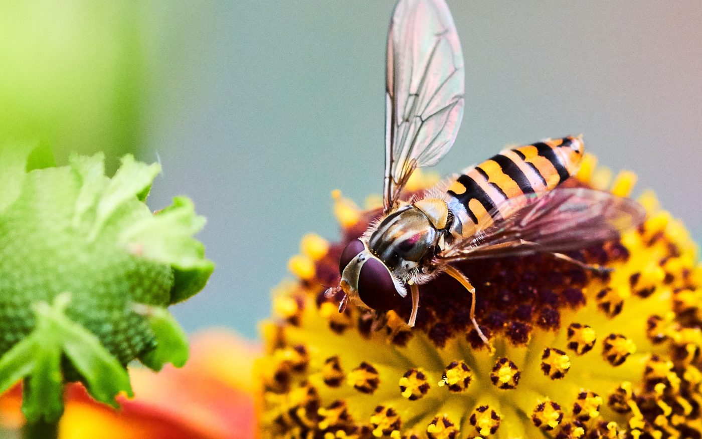 Hoverfly on a Helenium flower head