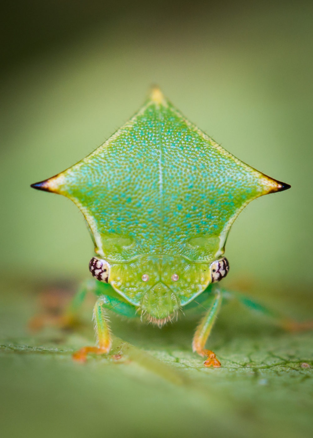 Treehopper on a vine leaf