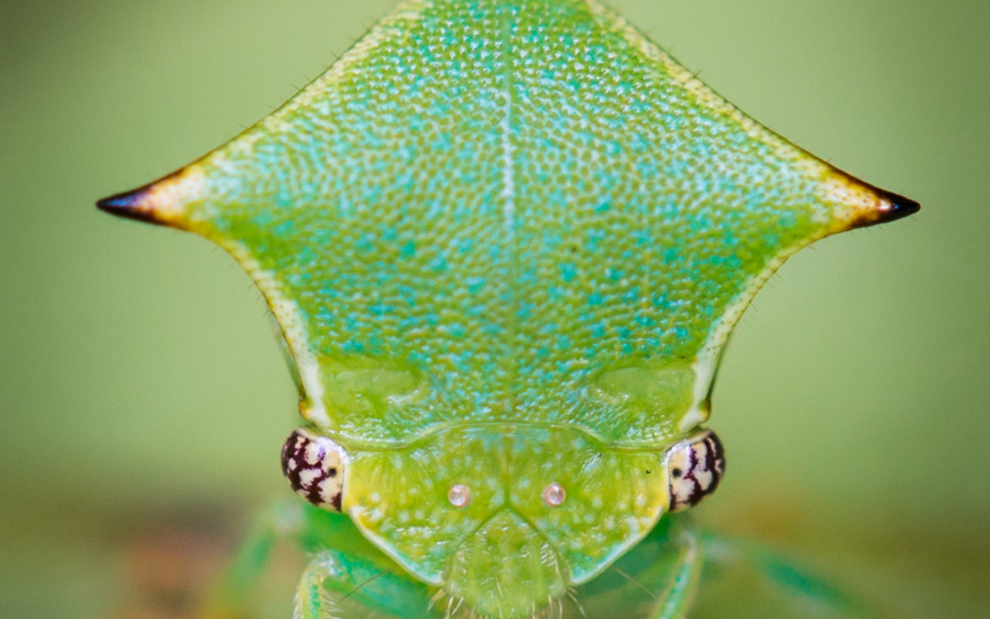 Treehopper on a vine leaf