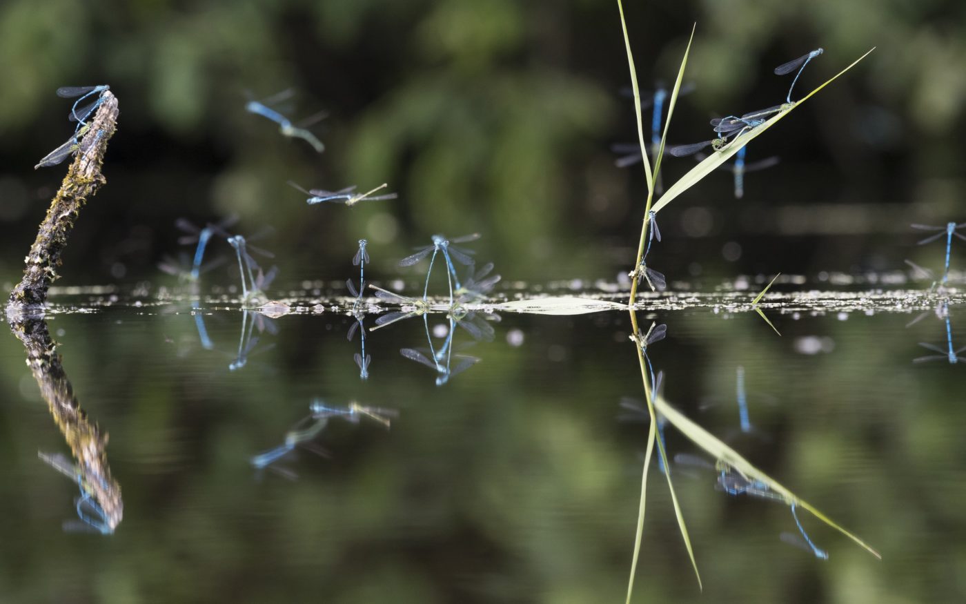 Common Blue/Azure Damselflies reflected on a pond surface