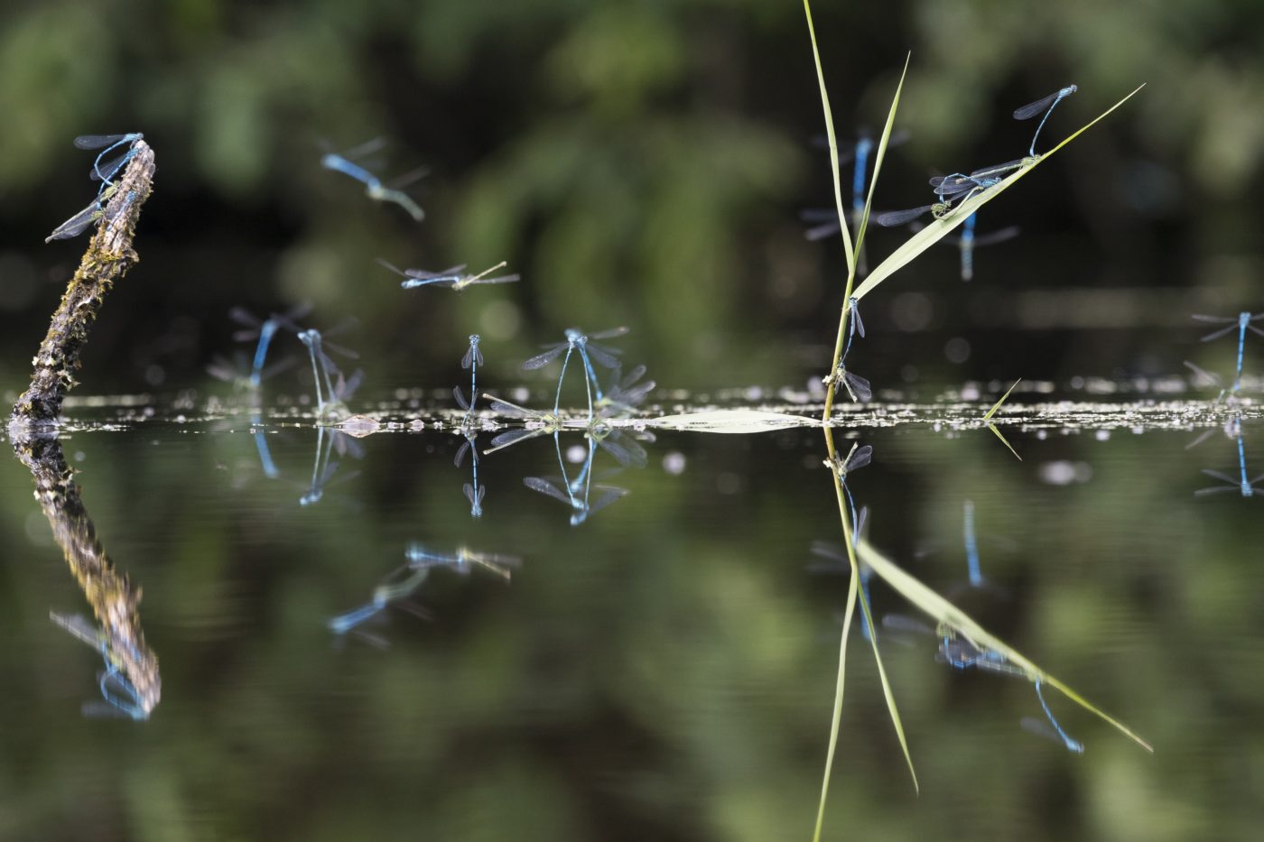 Common Blue/Azure Damselflies reflected on a pond surface