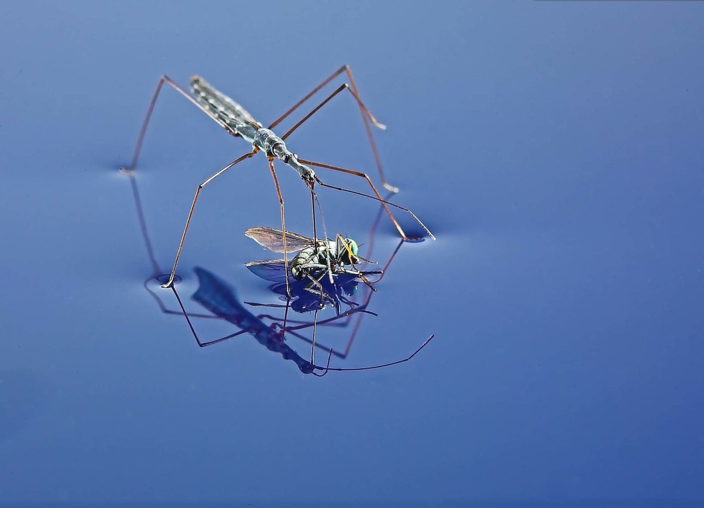 Water Measurer with fly as prey