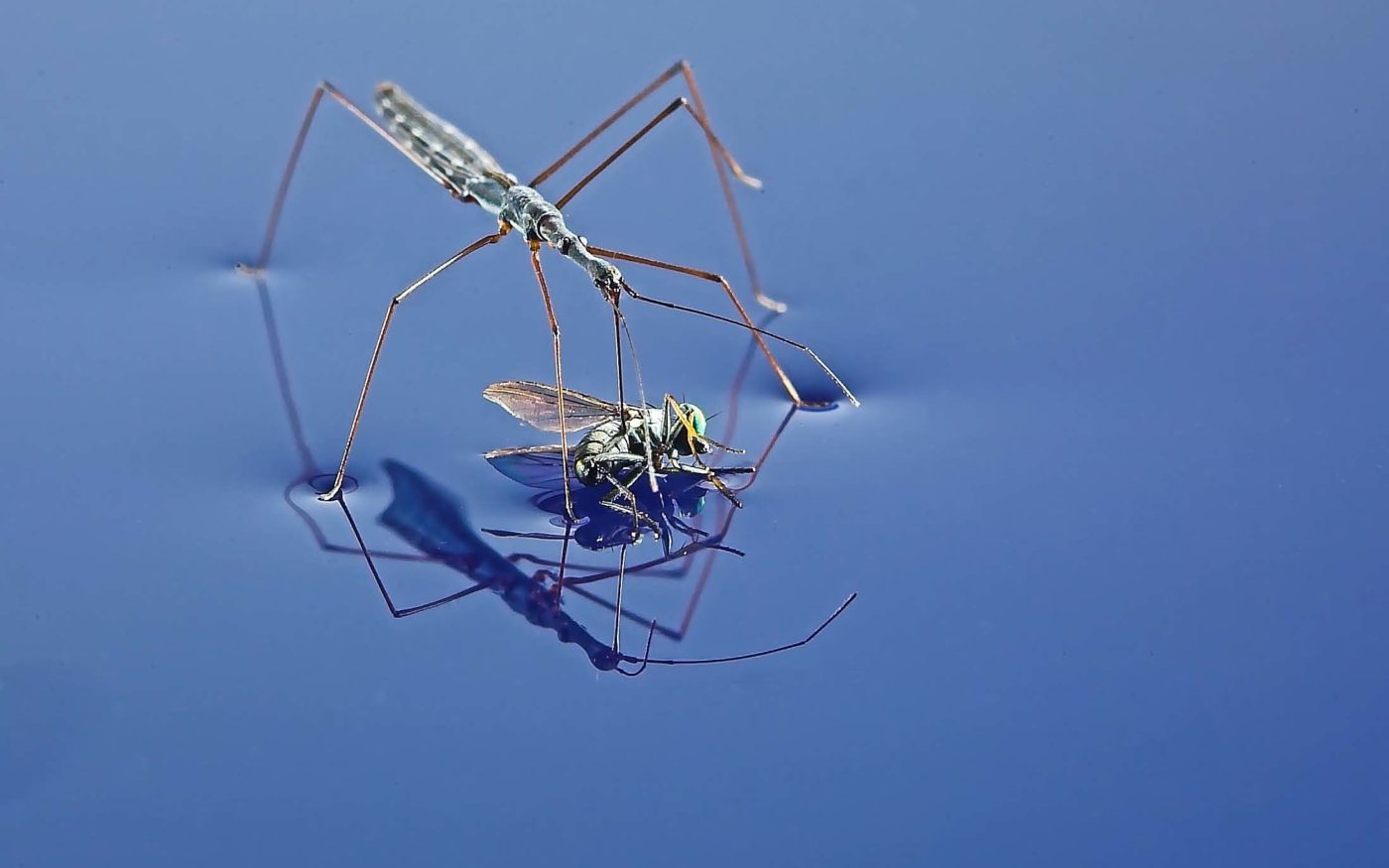 Water Measurer with fly as prey