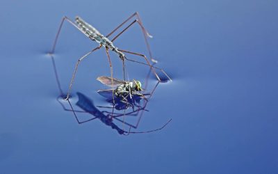 Water Measurer with fly as prey