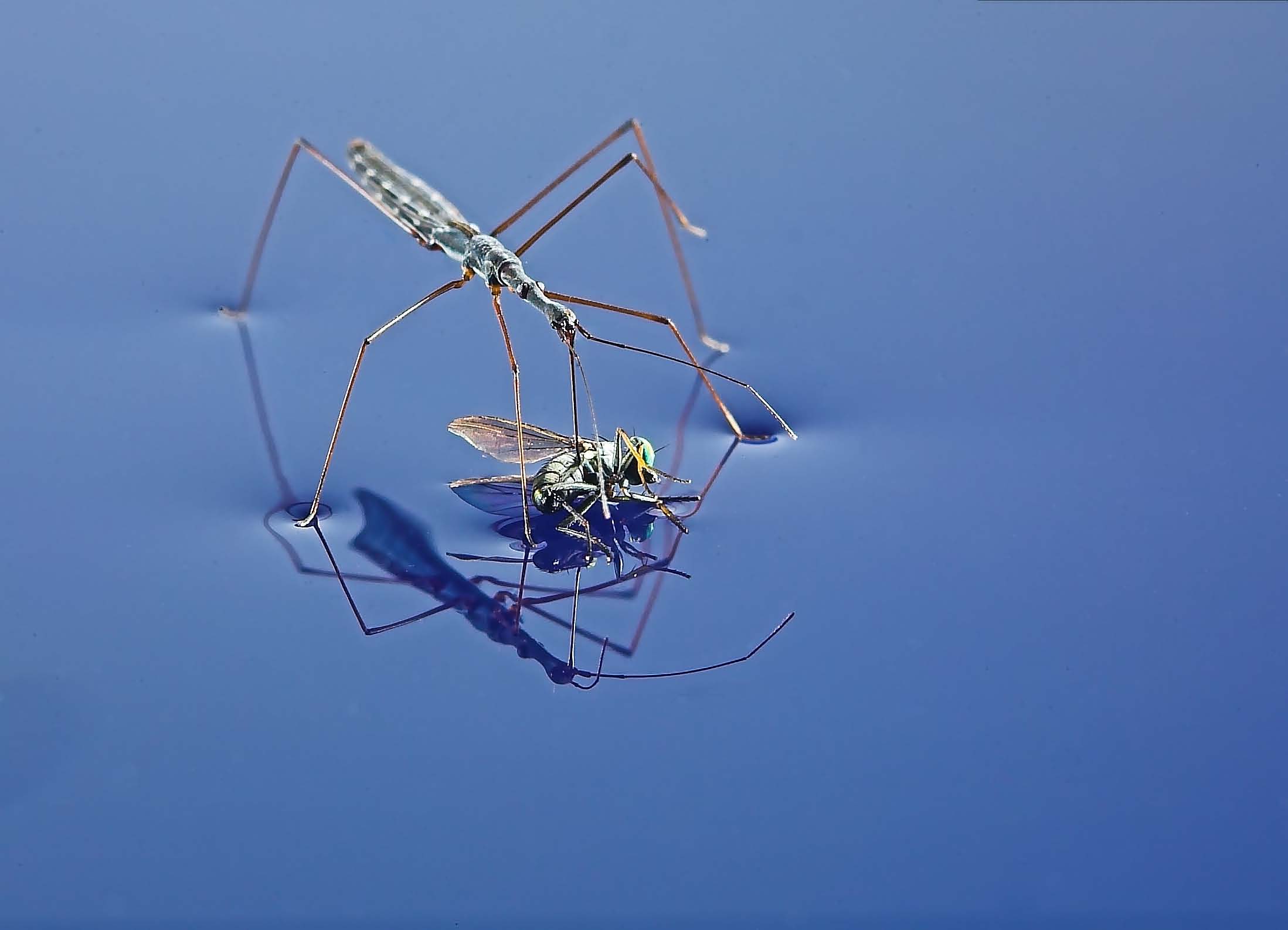 Water Measurer with fly as prey