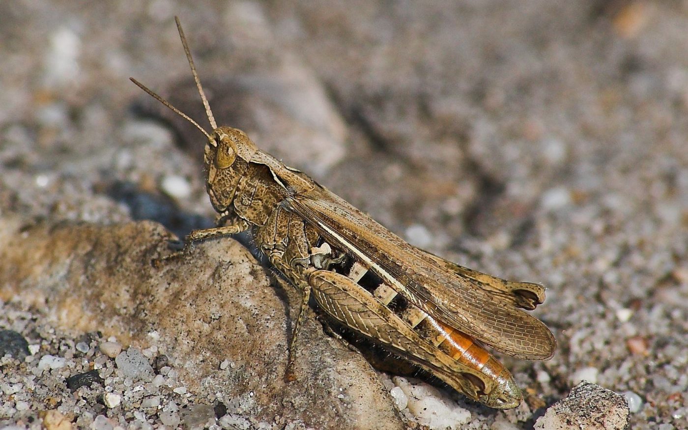 Camouflage