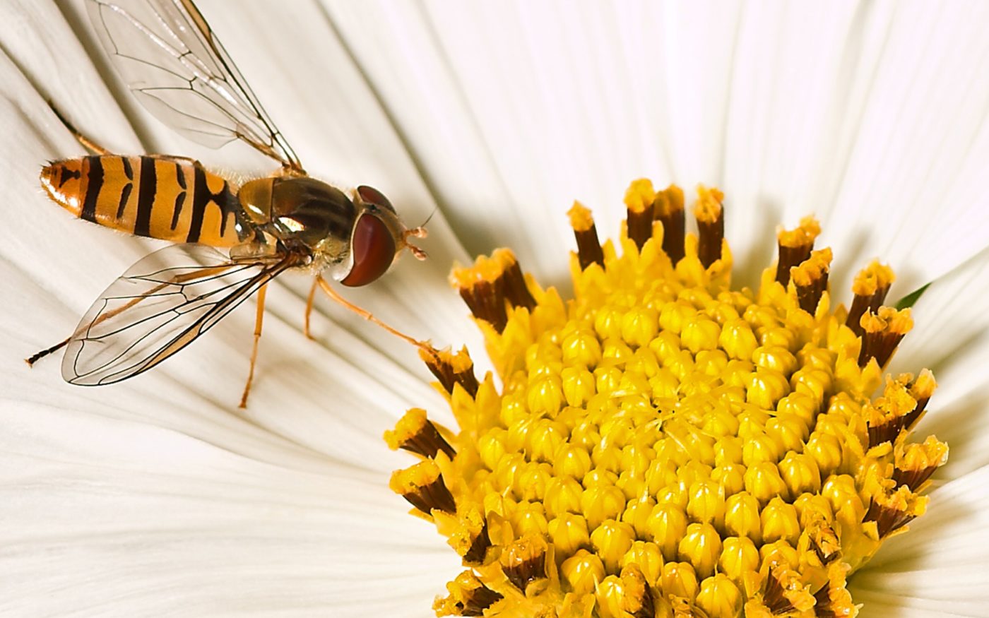 Hover fly