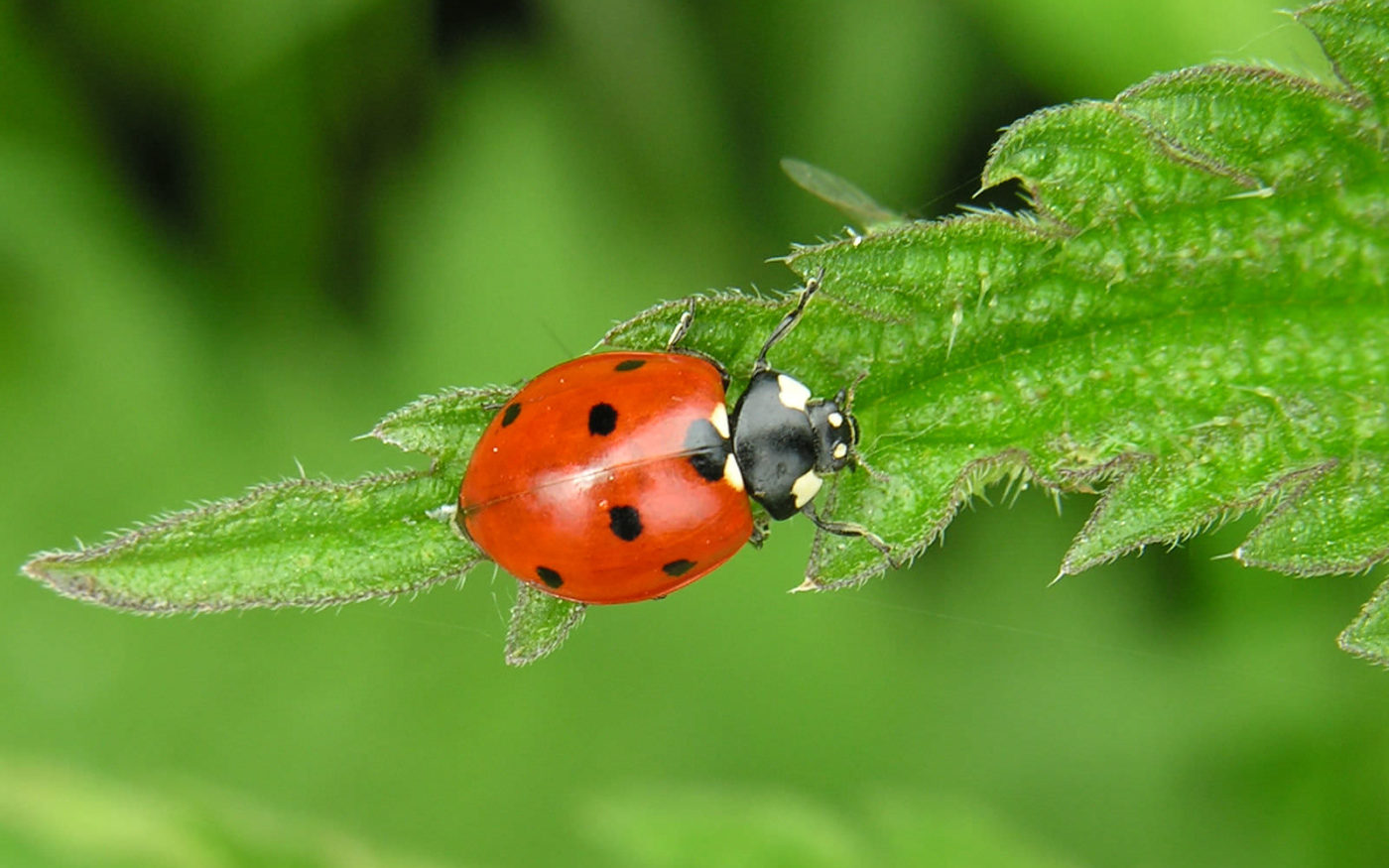 Seven spot ladybird on nettle