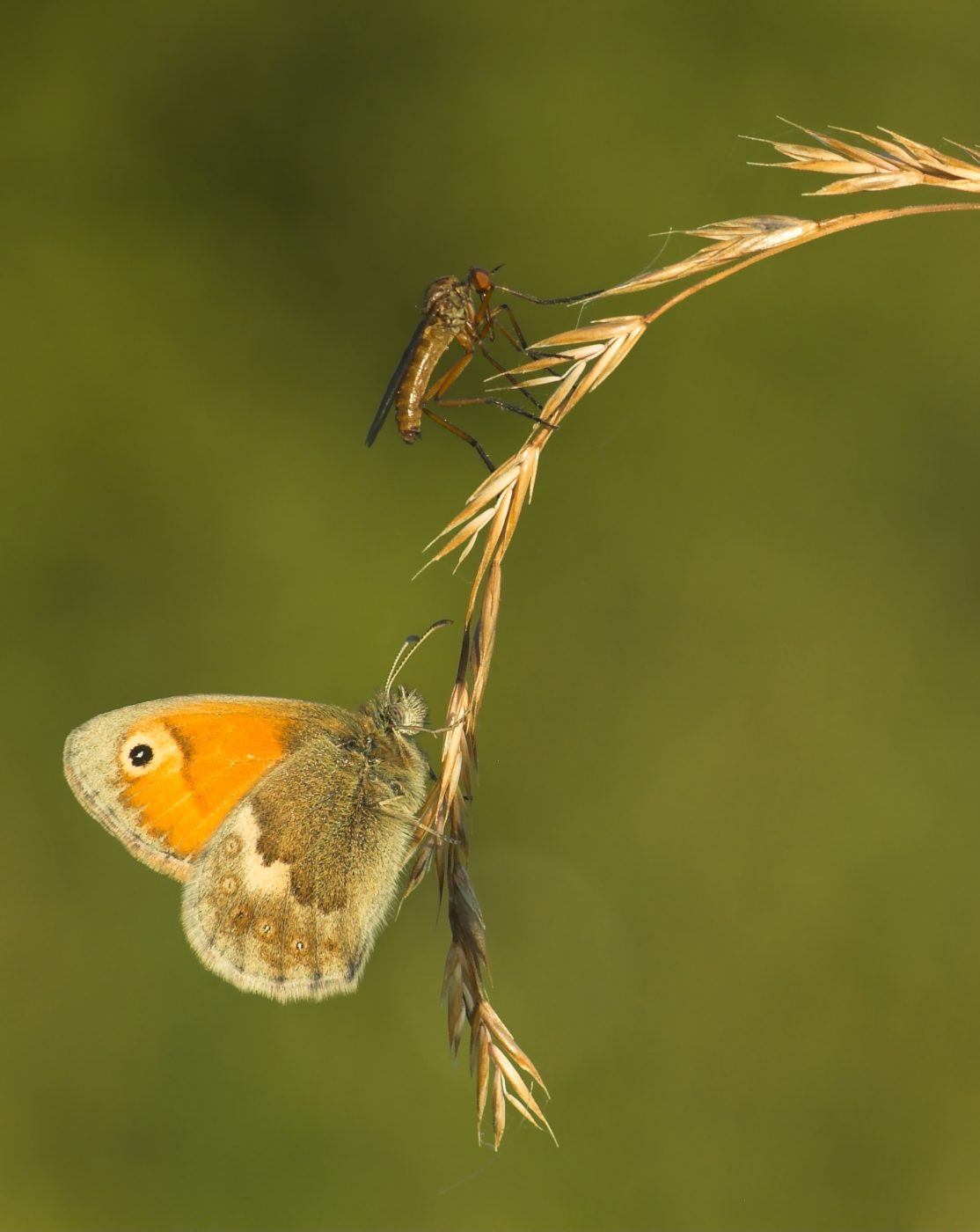 Small heath and robber fly