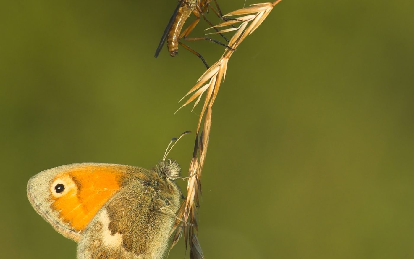 Small heath and robber fly