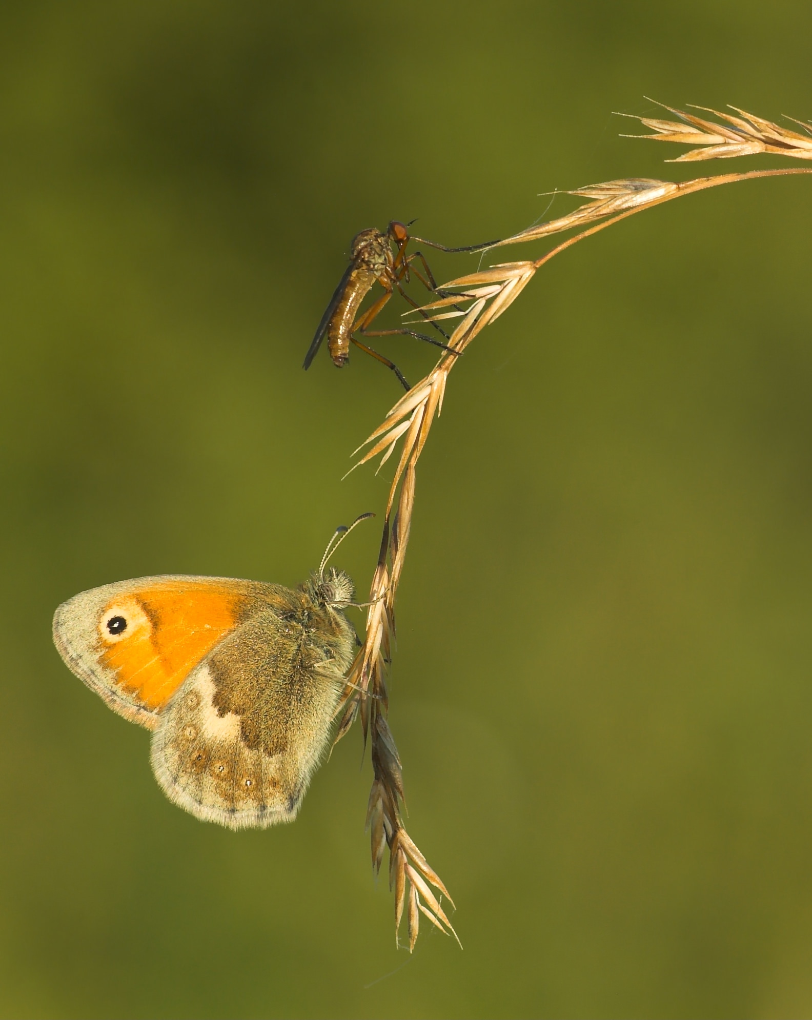 Small heath and robber fly