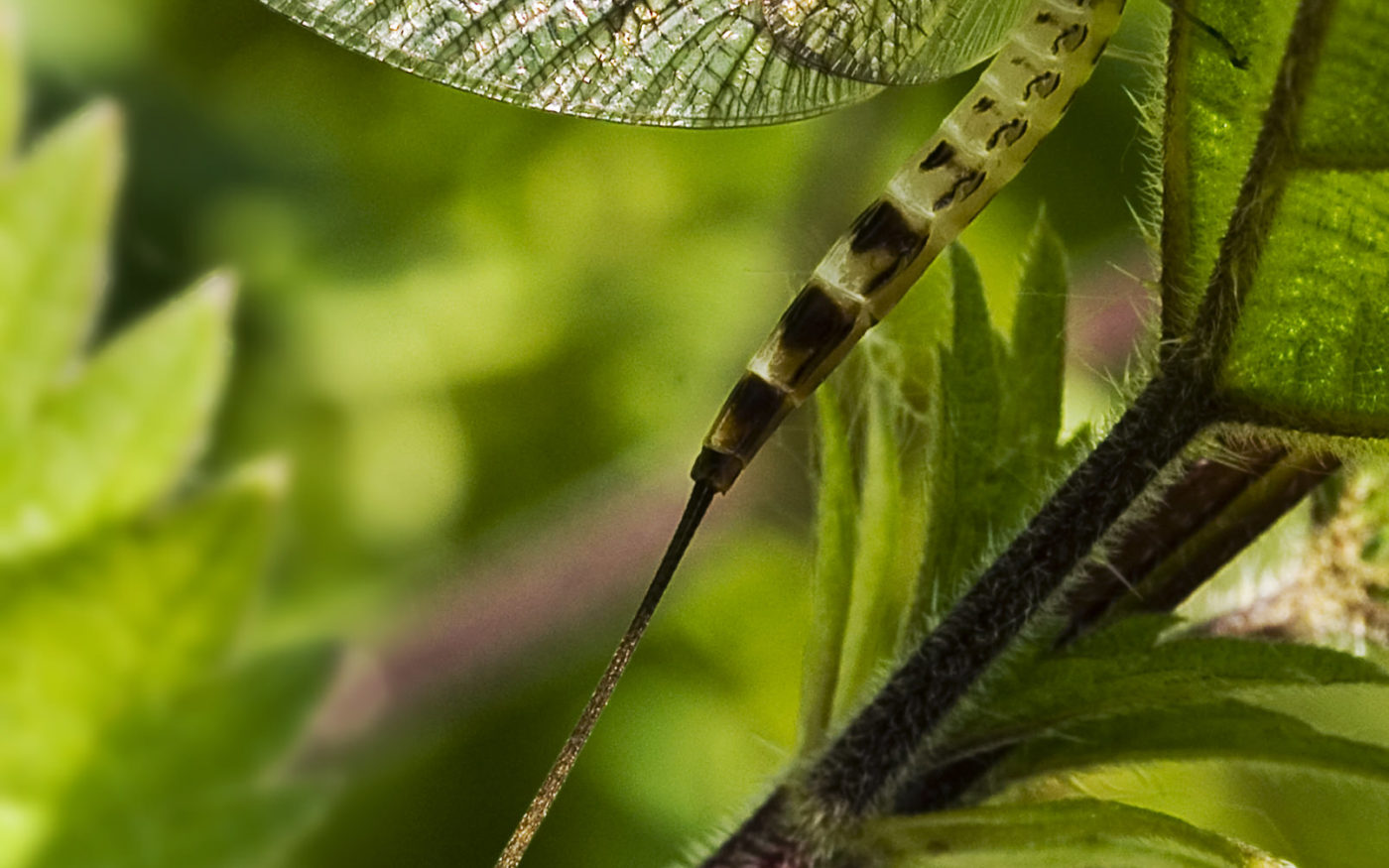 Mayfly on nettle