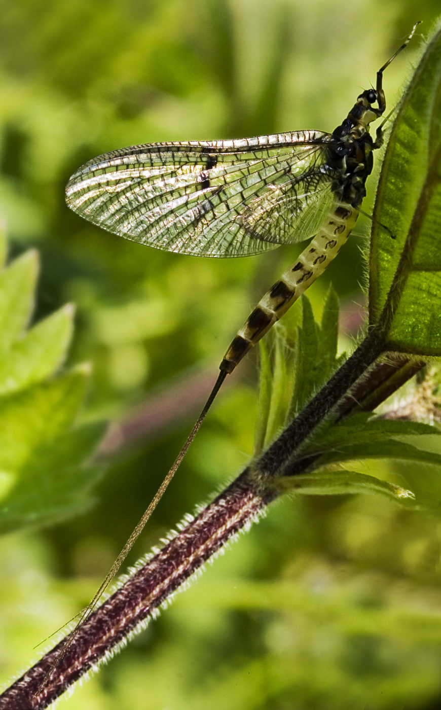 Mayfly on nettle