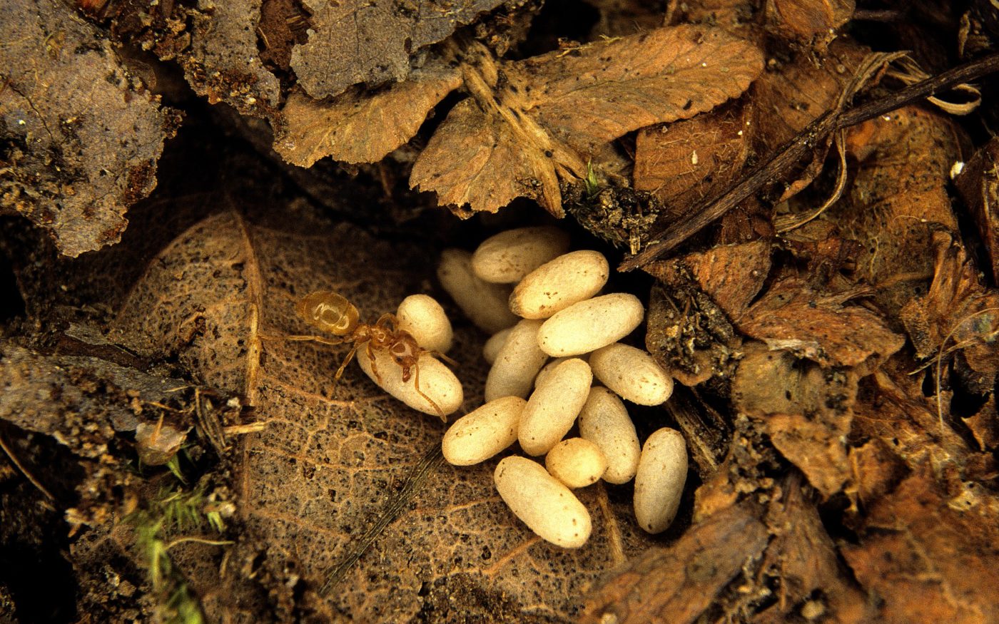 Red ant with eggs