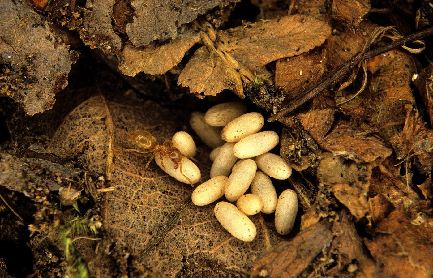 Red ant with eggs