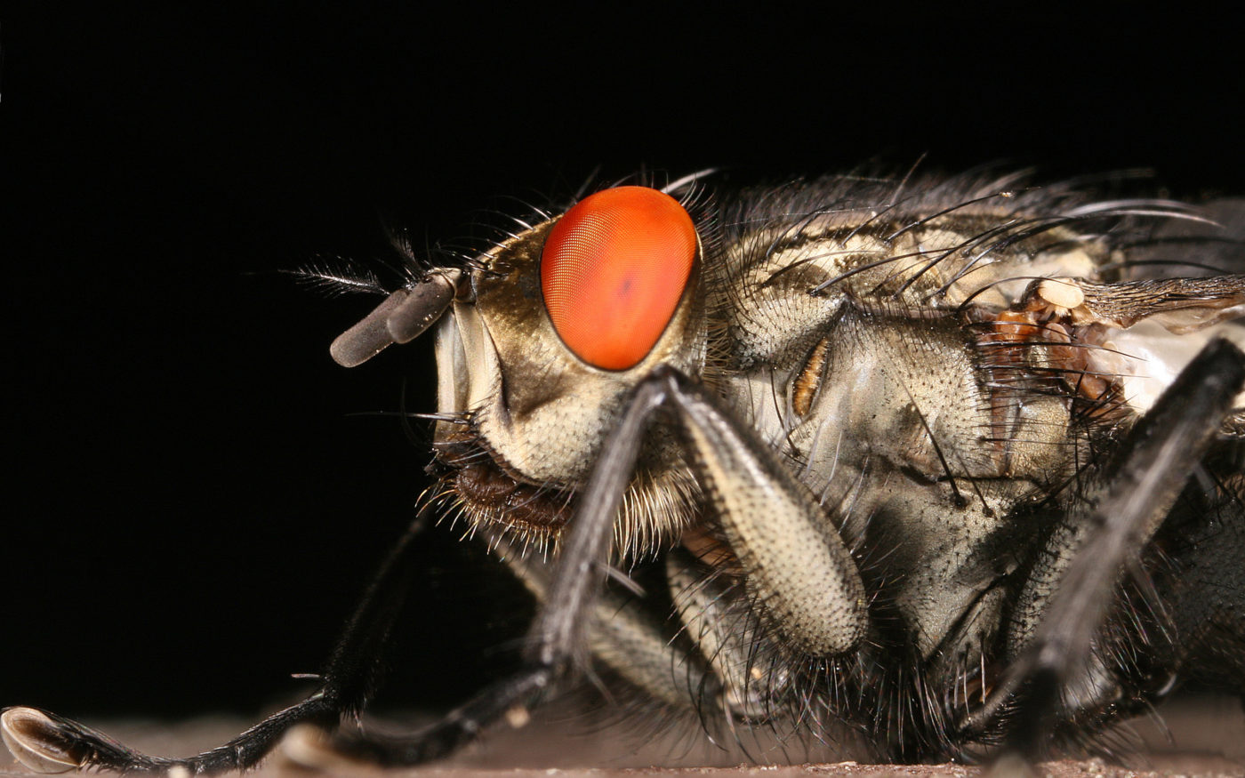 Flesh fly portrait