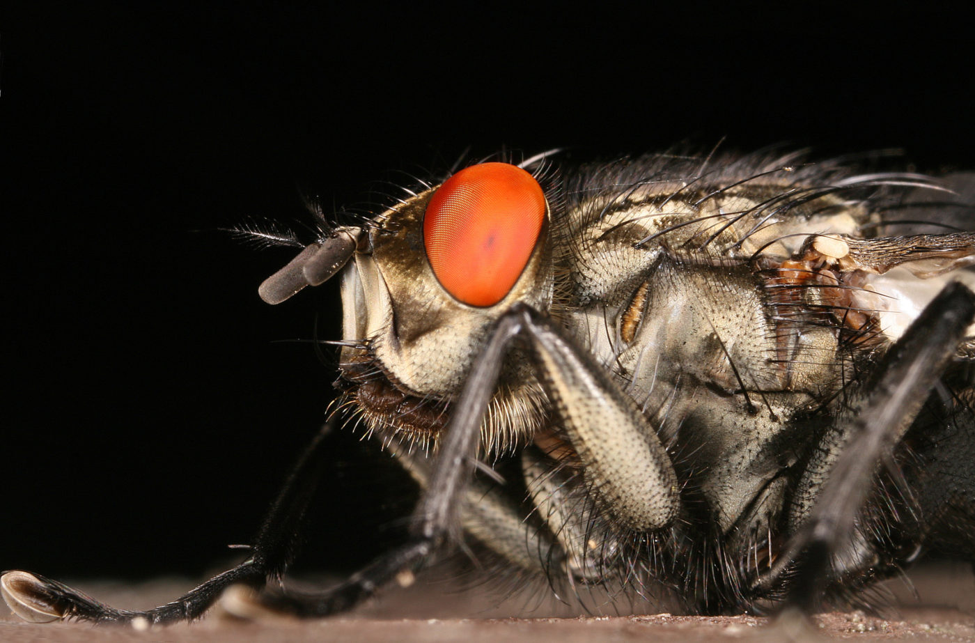 Flesh fly portrait