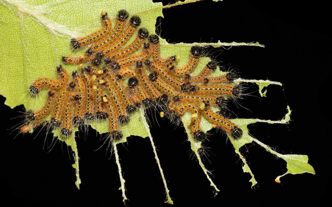 baby-buff-tip-caterpillars-at-night