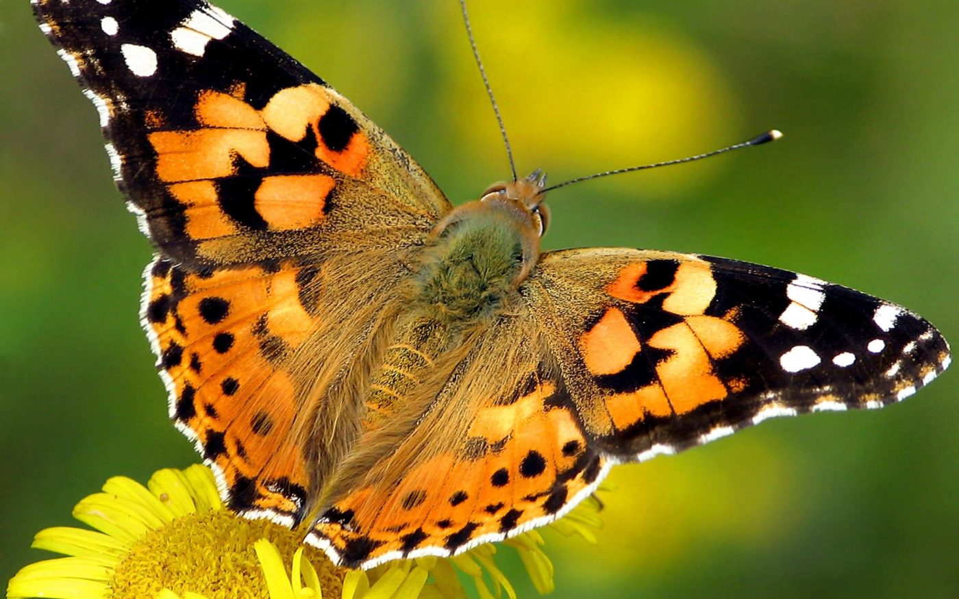 Painted Lady butterfly, Vanessa cardui