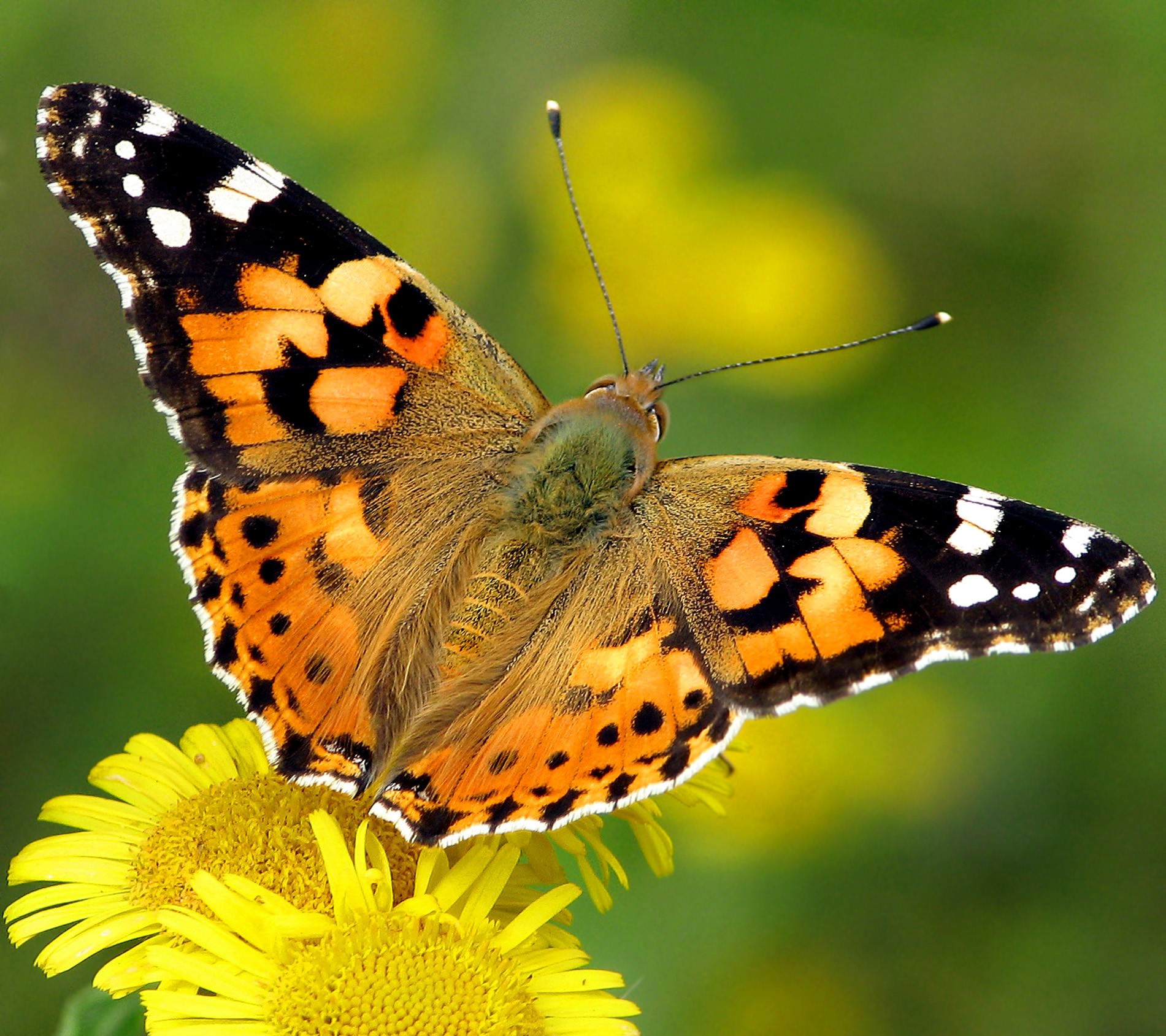 Painted Lady butterfly, Vanessa cardui