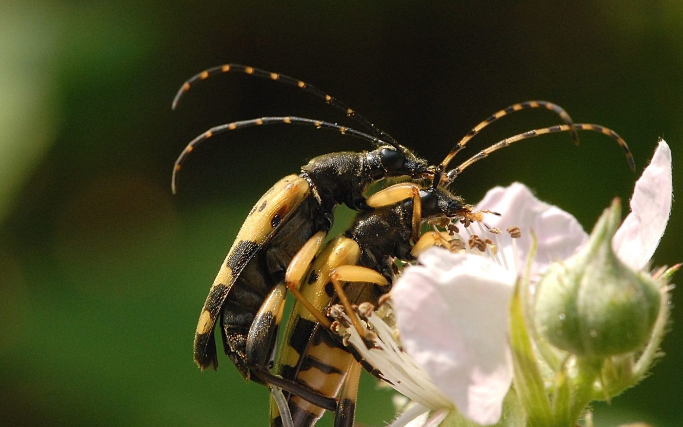 Longhorn beetle (Strangalia maculata) mating
