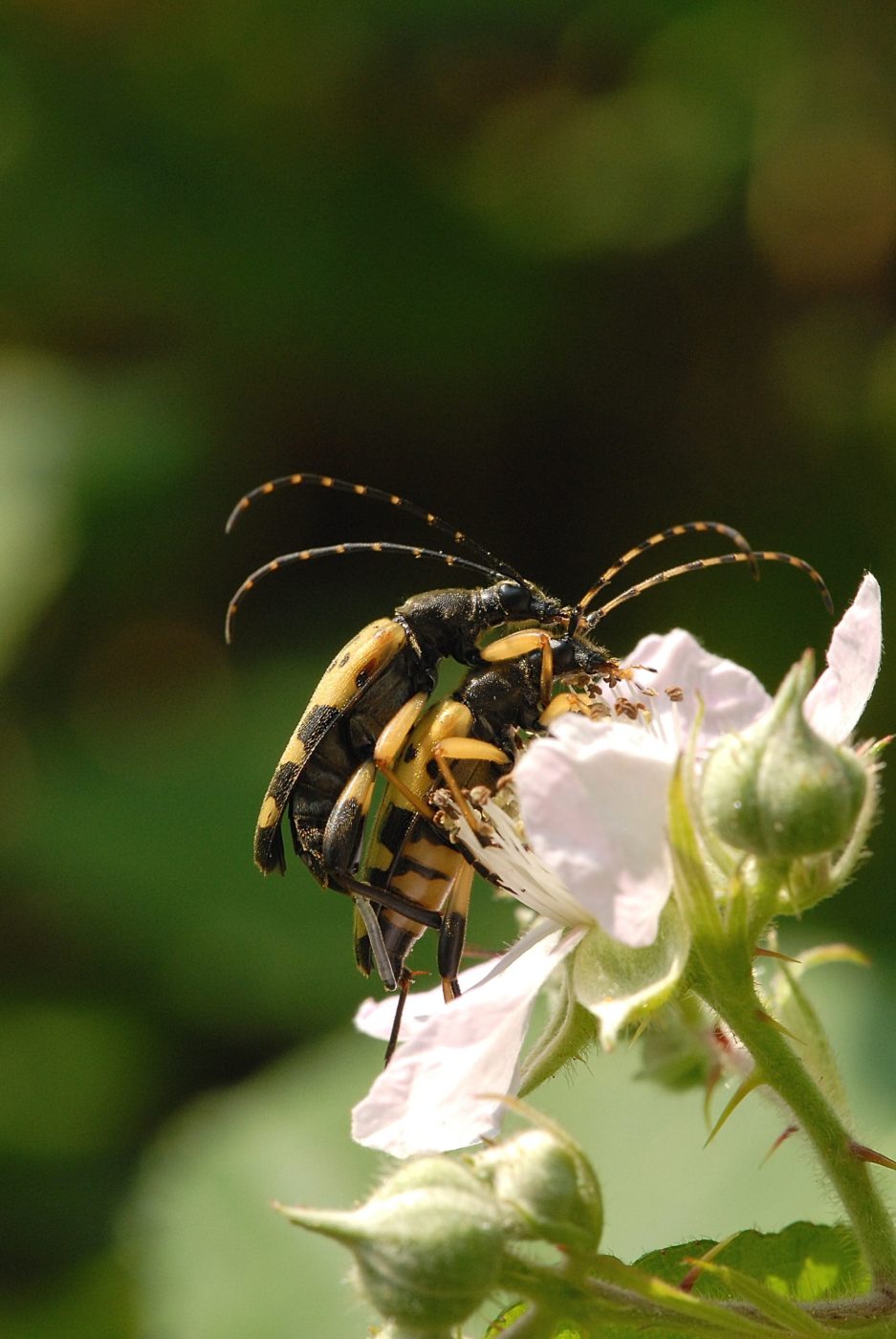 Longhorn beetle (Strangalia maculata) mating