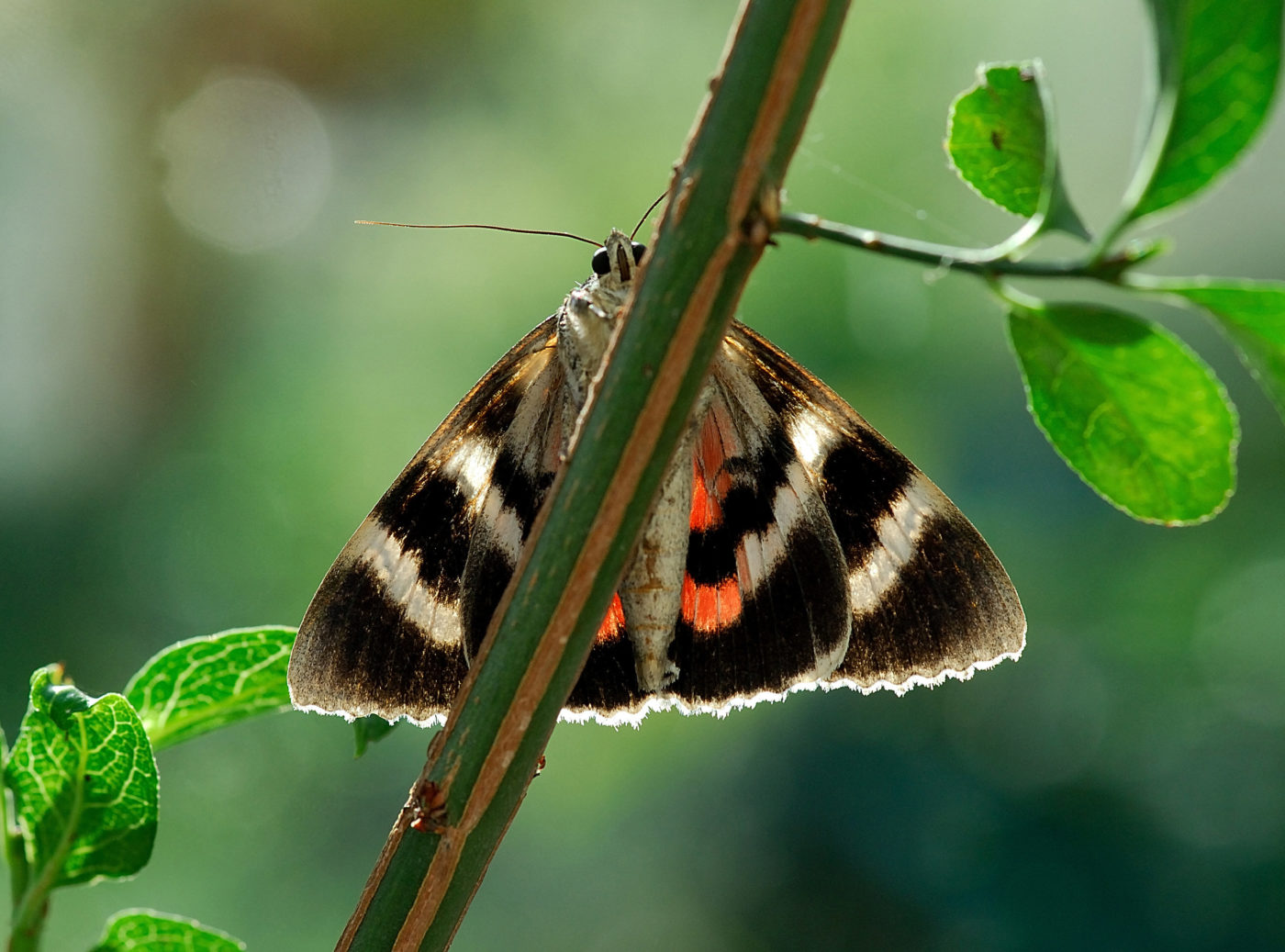 Red Underwing moth