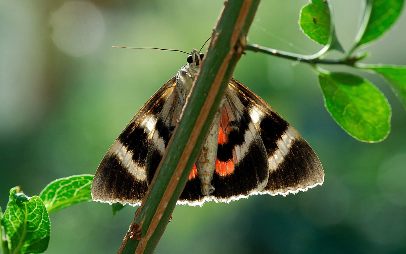 Red Underwing moth