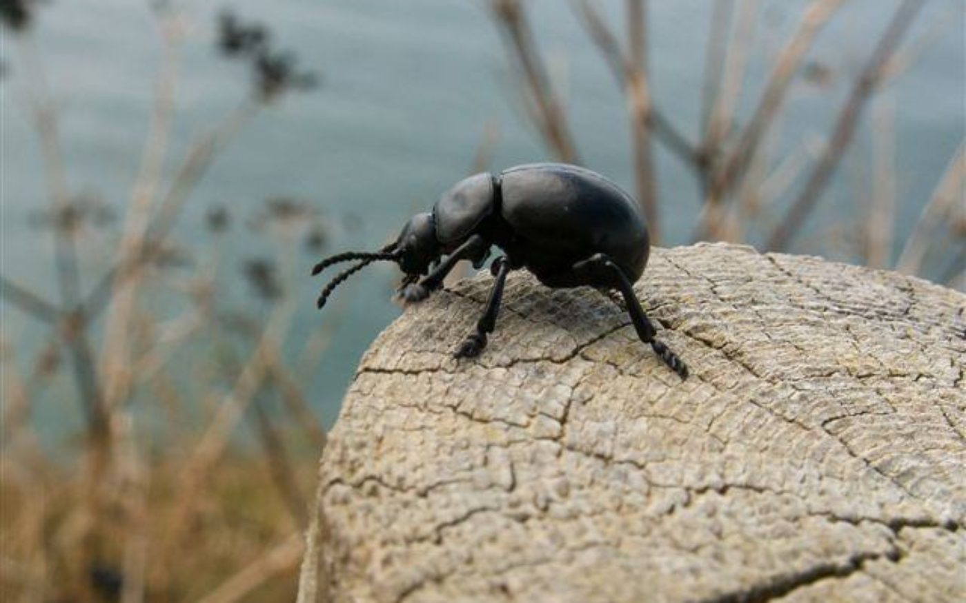 Bloody-nosed beetle,Timarcha tenebricosa