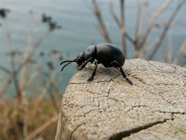 Bloody-nosed beetle,Timarcha tenebricosa
