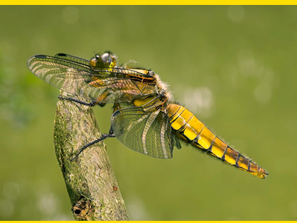 Broad-bodied chaser dragonfly, Libellula depressa