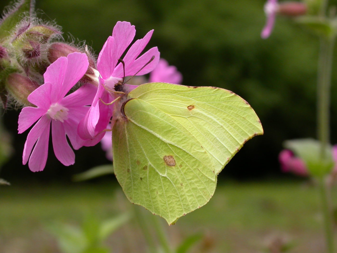 Brimstone butterfly