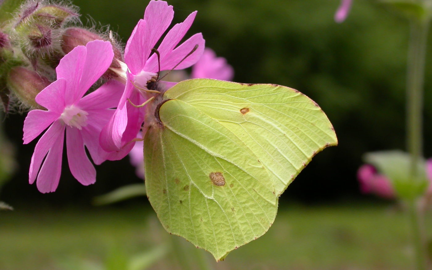 Brimstone butterfly