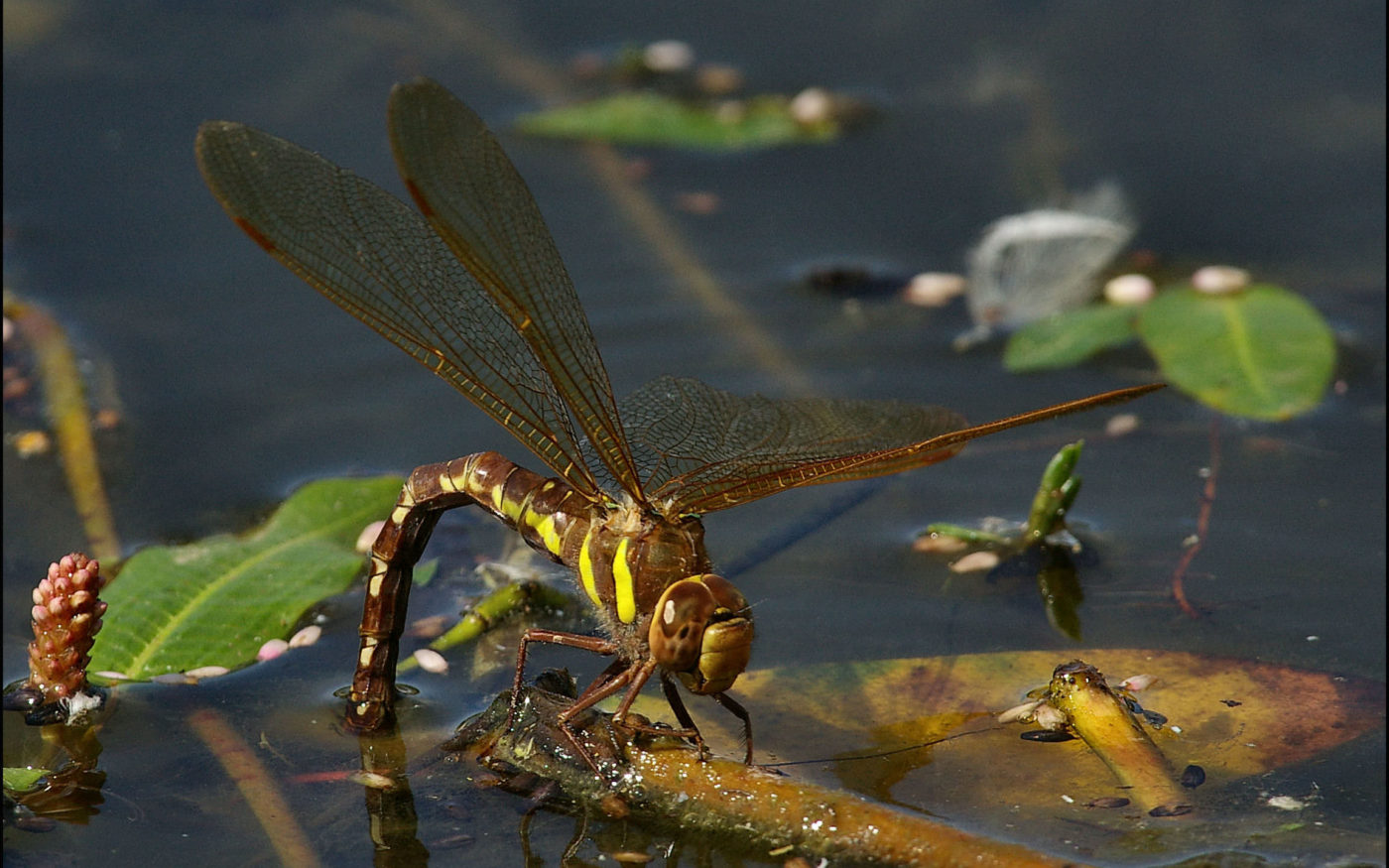 Female Brown Hawker dragonfly Aeshna grandis